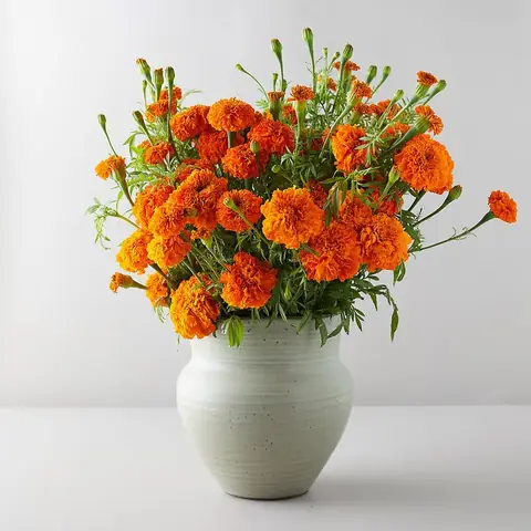 Hoa Vạn Thọ Cúng Hoa Vạn Thọ Cúng